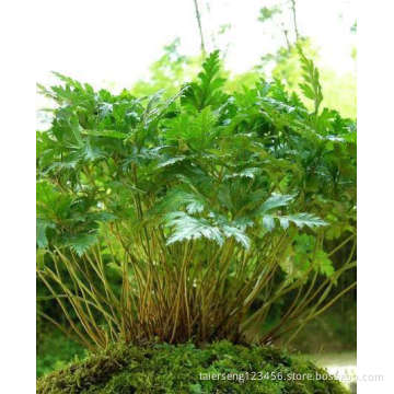 crude medical herbs huang lian